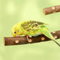 Natural Wooden Birds Perch